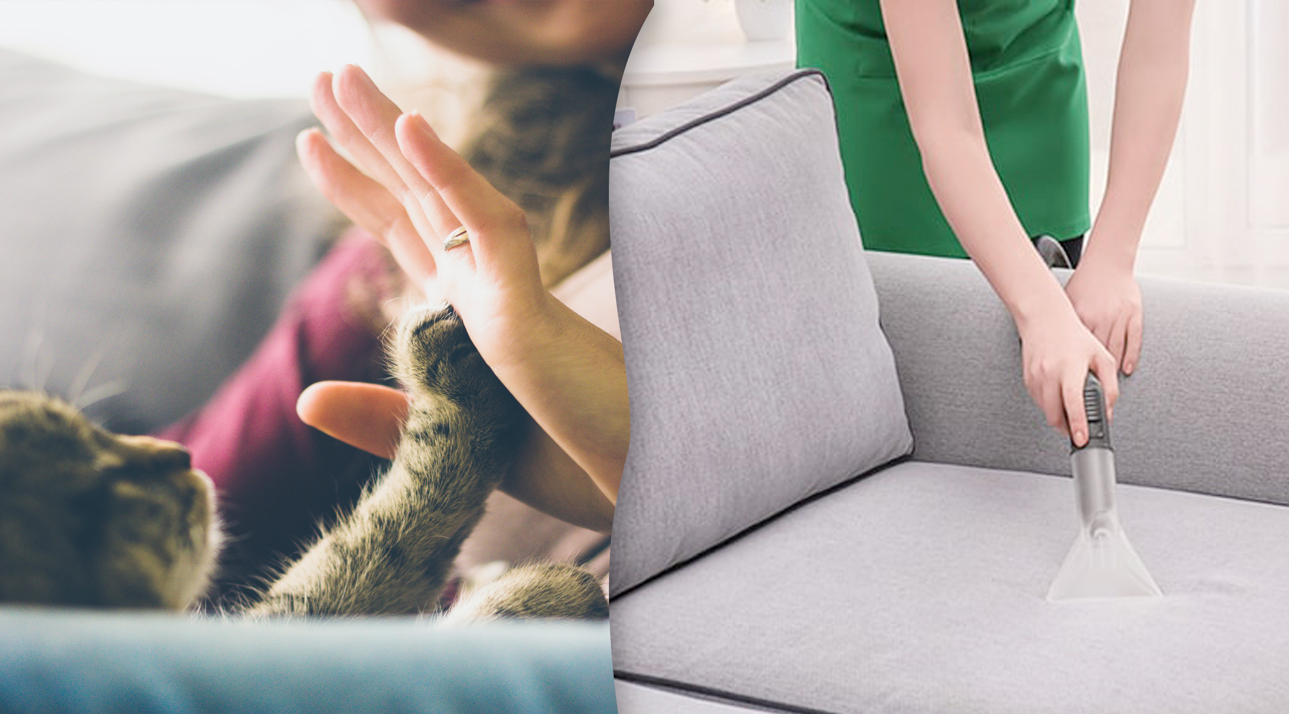 Our Best Cleaning Tips on How to Effectively Remove Cat Hair